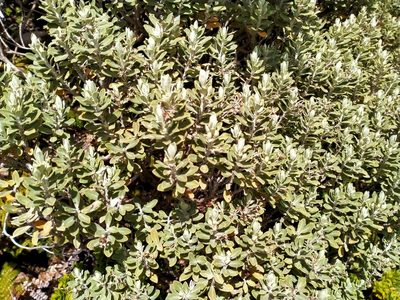 Olearia moschata, photographed by John Barkla