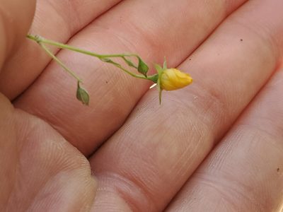 Abutilon trisulcatum, photographed by Tom Field