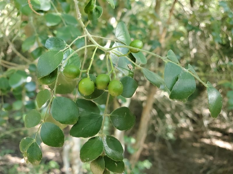 Amyris madrensis, photographed by Tom Field
