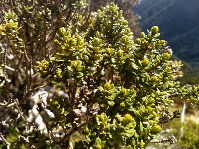 Olearia nummulariifolia, photographed by John Barkla