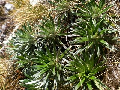 Celmisia viscosa, photographed by John Barkla