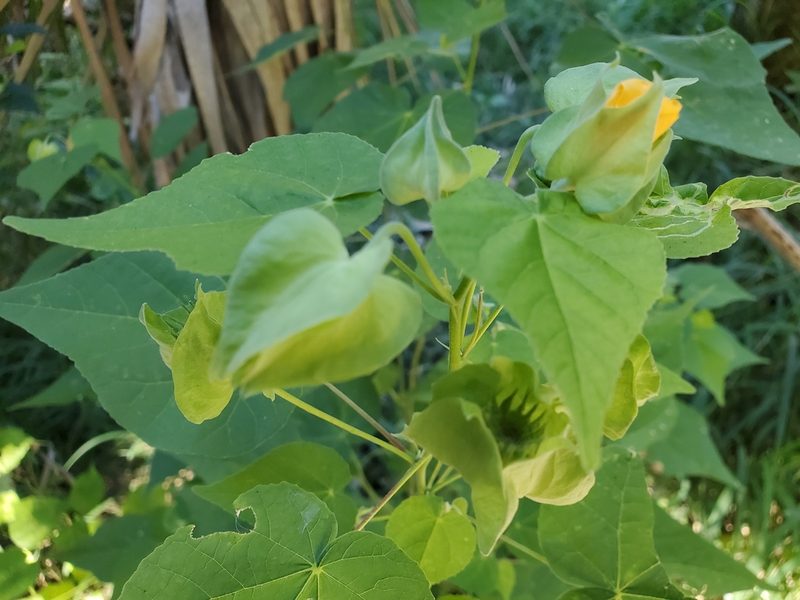 Abutilon hypoleucum, photographed by Tom Field