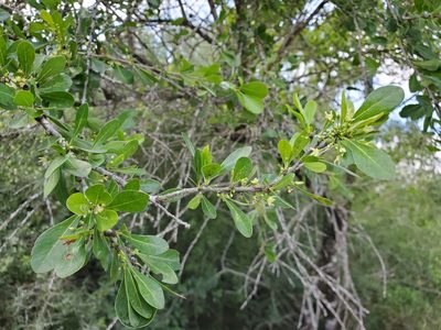 Sideroxylon celastrinum, photographed by Tom Field