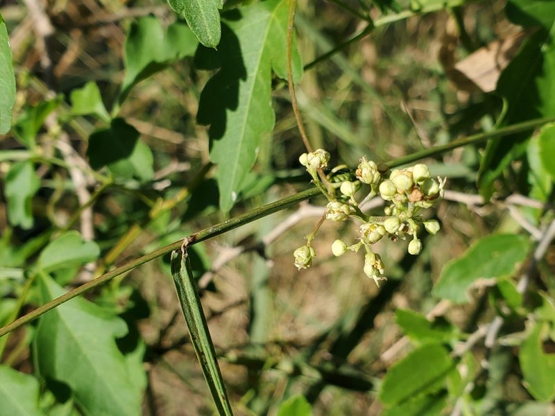 Serjania brachycarpa, photographed by Tom Field