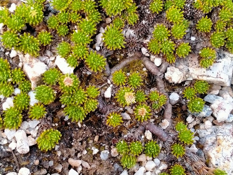 Leptinella goyenii, photographed by John Barkla