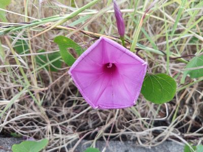 Ipomoea pedicellaris, photographed by Oscar Gonzalez Diaz