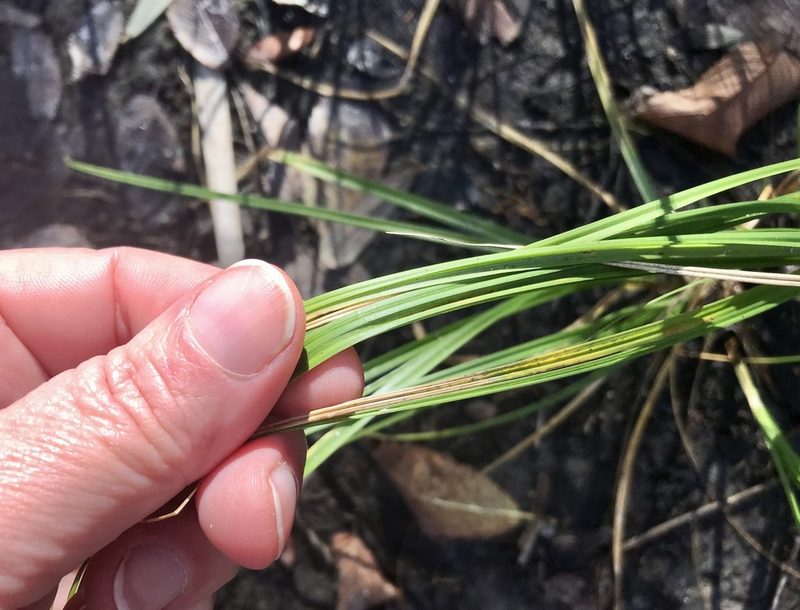 Cyperus retrorsus, photographed by Mary Spilman