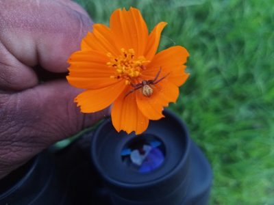 Cosmos sulphureus, photographed by Oscar Gonzalez Diaz
