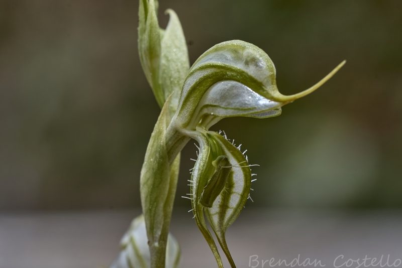 Pterostylis biseta, photographed by Brendan Costello