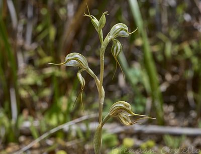 Pterostylis biseta, photographed by Brendan Costello