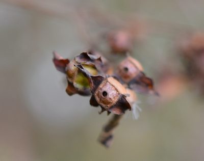 Ludwigia alternifolia, photographed by Amber M. King