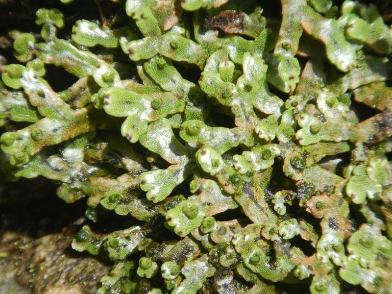 Marchantia chenopoda, photographed by ritirene