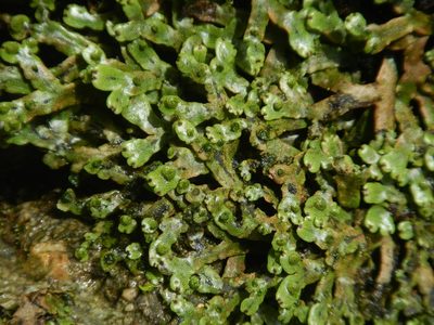Marchantia chenopoda, photographed by ritirene