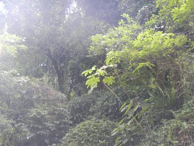 Cecropia schreberiana, photographed by ritirene