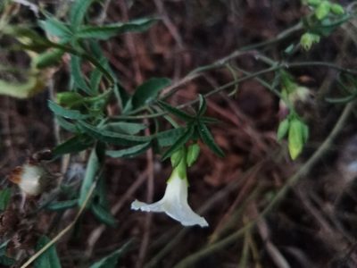 Distimake quinquefolius, photographed by Oscar Gonzalez Diaz