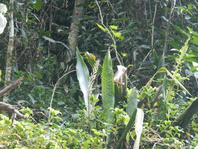 Dracaena hyacinthoides, photographed by ritirene