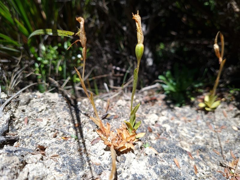 Pterostylis tasmanica, photographed by gnapp