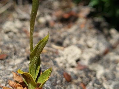 Pterostylis tasmanica, photographed by gnapp