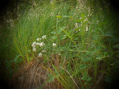 Pycnanthemum virginianum, photographed by Eric Schmidt