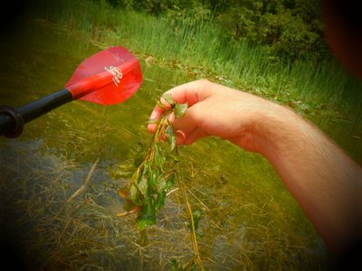 Potamogeton amplifolius, photographed by Eric Schmidt