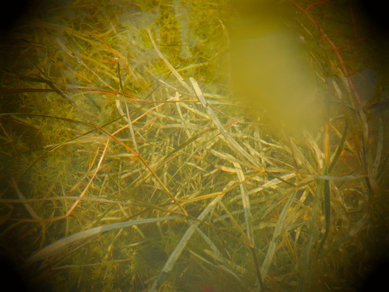 Potamogeton zosteriformis, photographed by Eric Schmidt