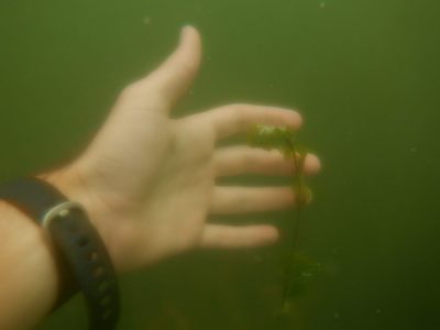Potamogeton richardsonii, photographed by Eric Schmidt