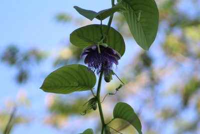Passiflora quadrangularis, photographed by Martha Lucia Ortiz-Moreno