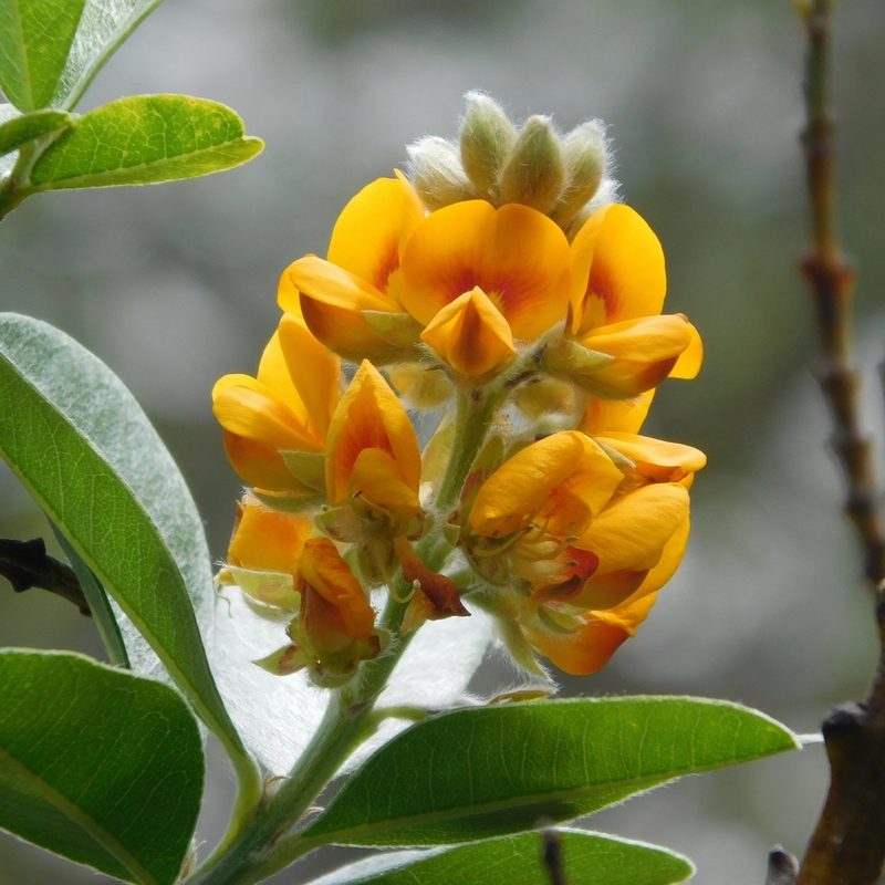 Callistachys lanceolata, photographed by Stephen Thorpe