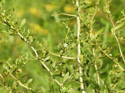 Lycium vimineum, photographed by Eduardo Luis Beltrocco