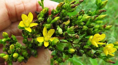 Hypericum punctatum, photographed by Annika Lindqvist