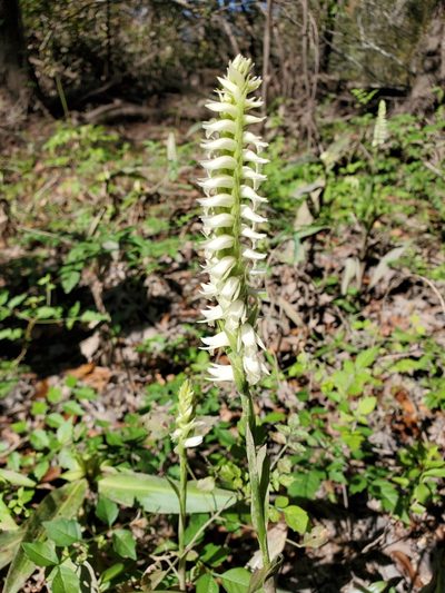 Spiranthes odorata, photographed by Tom Field