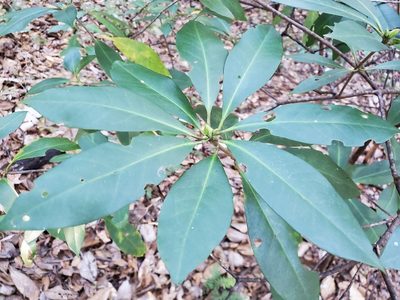 Illicium floridanum, photographed by Tom Field
