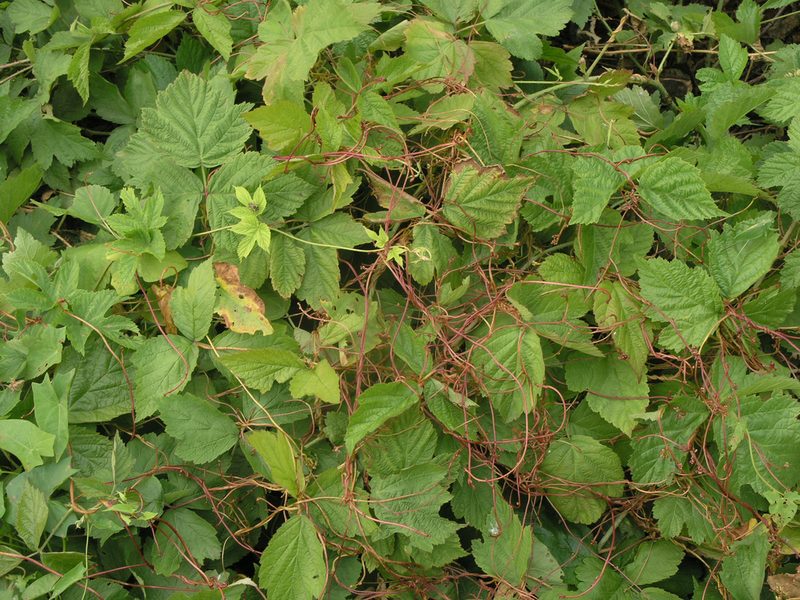 Cuscuta lupuliformis, photographed by Oleg Kosterin