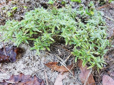 Pectis prostrata, photographed by Tom Field