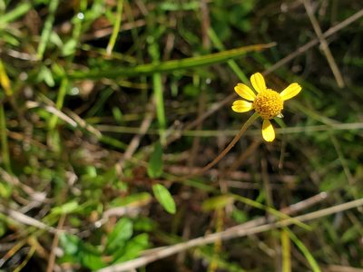 Acmella repens, photographed by Tom Field