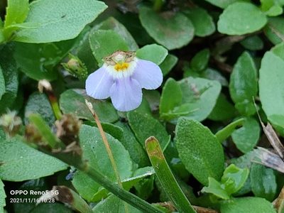 Yamazakia pusilla, photographed by Ong Jyh Seng
