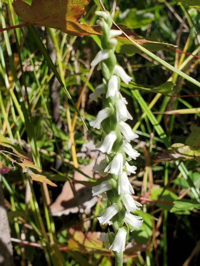 Spiranthes triloba, photographed by Tom Field