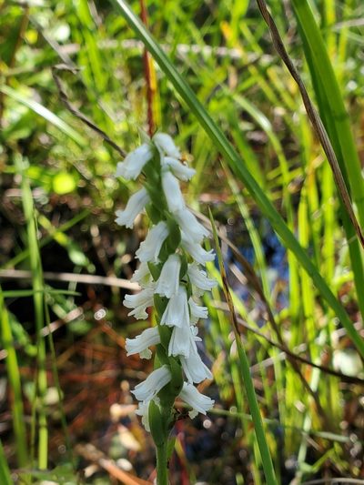 Spiranthes triloba, photographed by Tom Field