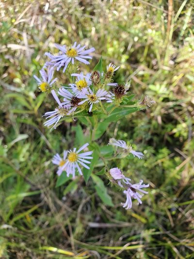 Symphyotrichum elliottii, photographed by Tom Field
