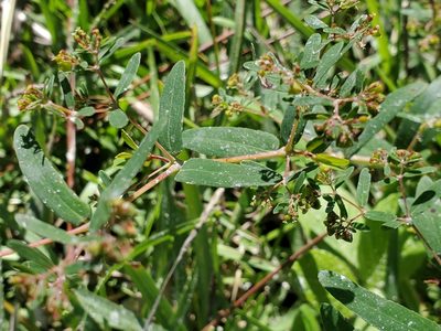 Euphorbia hyssopifolia, photographed by Tom Field