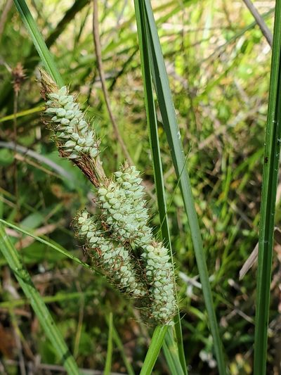 Carex verrucosa, photographed by Tom Field