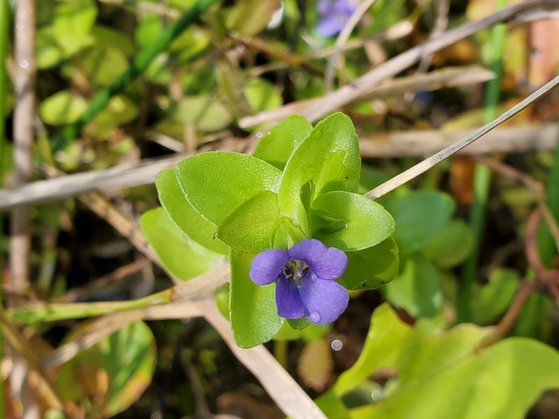 Bacopa caroliniana, photographed by Tom Field