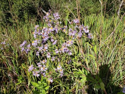 Symphyotrichum elliottii, photographed by Tom Field
