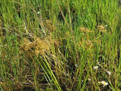 Cyperus haspan, photographed by Tom Field