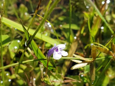 Lindernia grandiflora, photographed by Tom Field