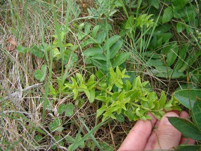 Coriaria sarmentosa, photographed by Lisa Bennett