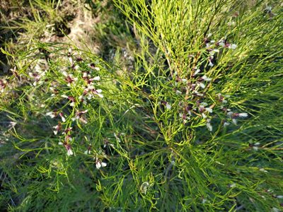 Baccharis angustifolia, photographed by Tom Field