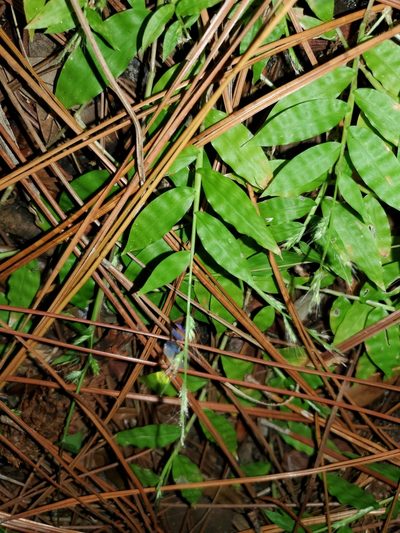 Oplismenus burmanni, photographed by Tom Field