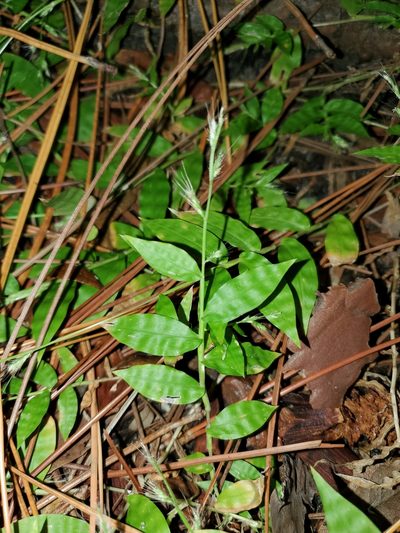 Oplismenus burmanni, photographed by Tom Field