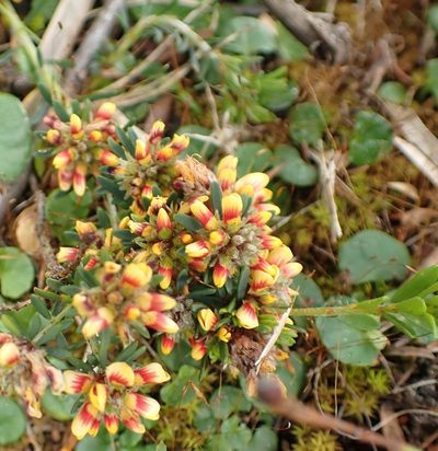 Pultenaea dentata, photographed by corunastylis